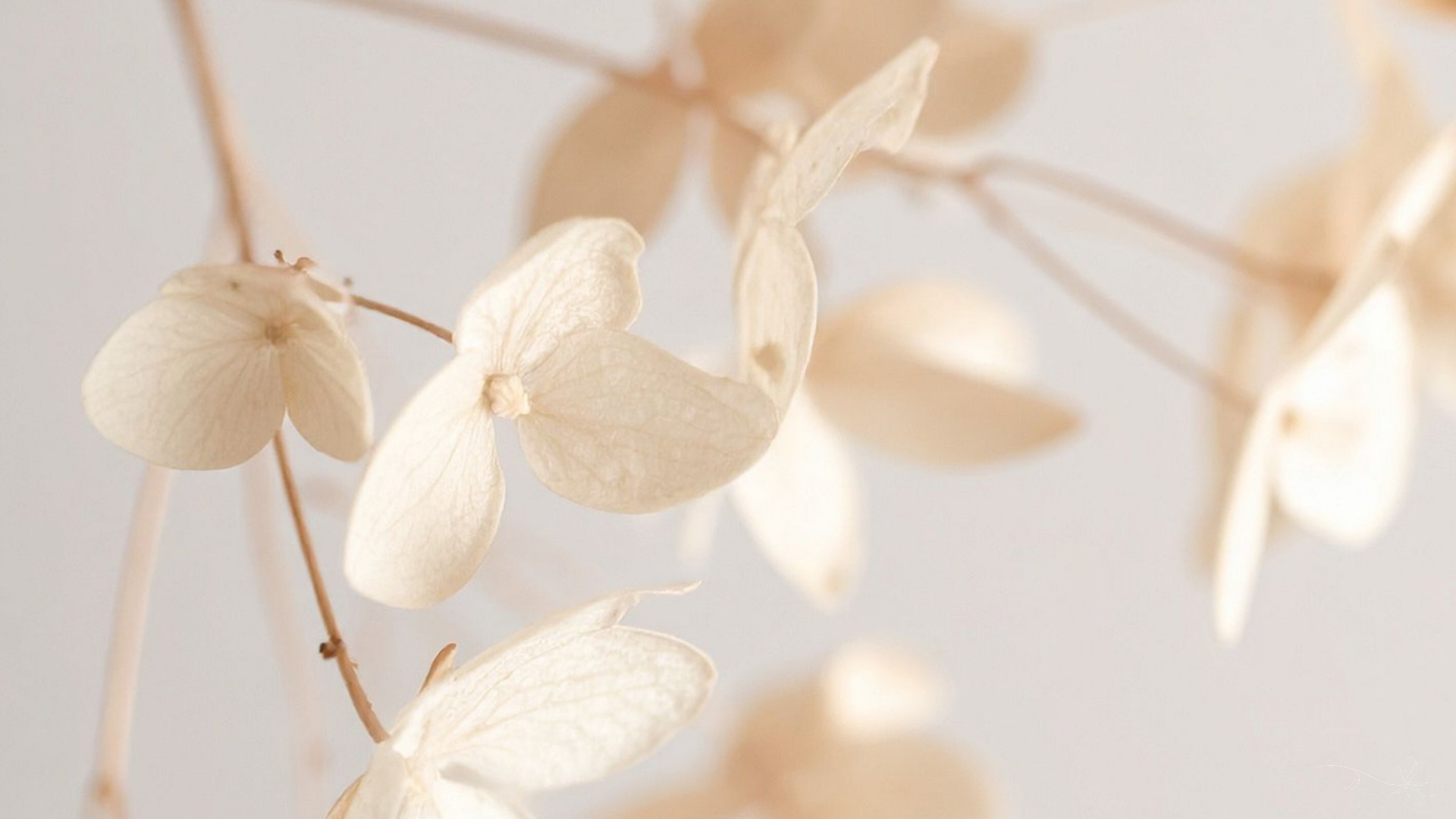 Helle getrocknete Hortensienblüten in Creme