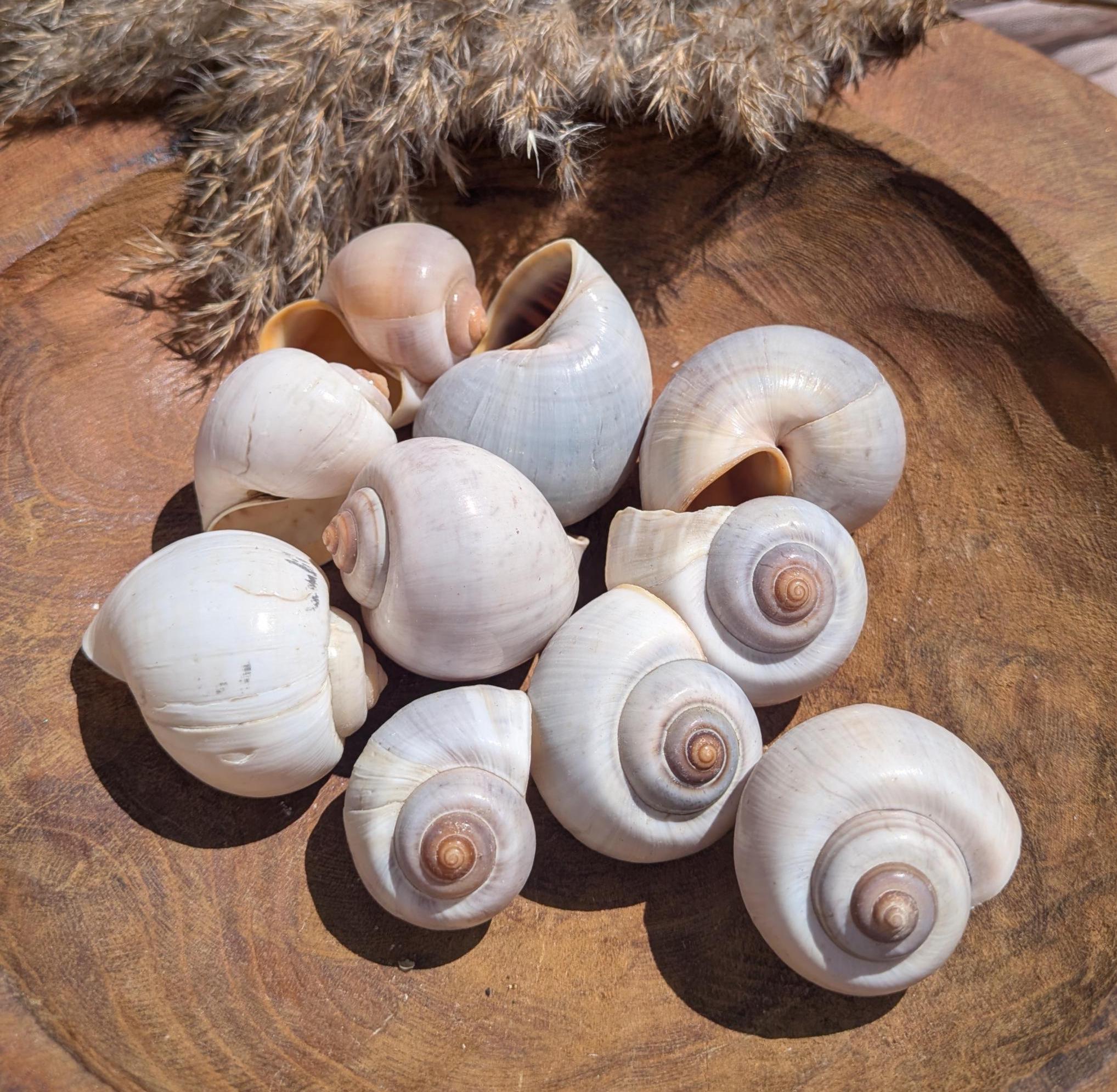 Ausgewählte Muscheln bei Florales & Allerlei